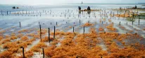 The Best Quality Seaweed