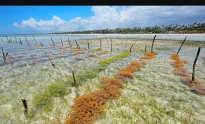 Indonesia continues to export dried seaweed to South Korea despite COVID19