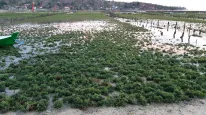 Farmers struggle amid declining seaweed exports